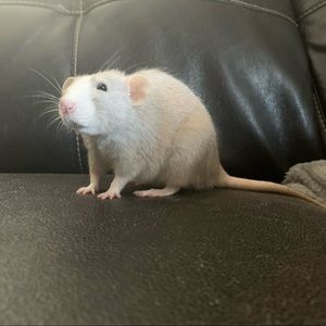 Meet your Posher, Alice